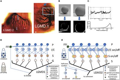 Re-framing bio-plausible collision detection: identifying shared meta-properties through strategic prototyping